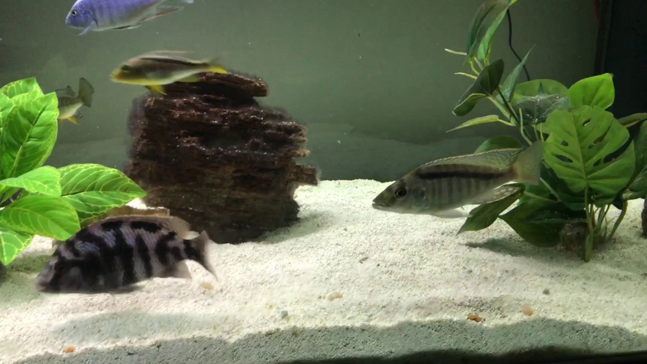 African Cichlids Flashing Against the Substrate: What does that mean?