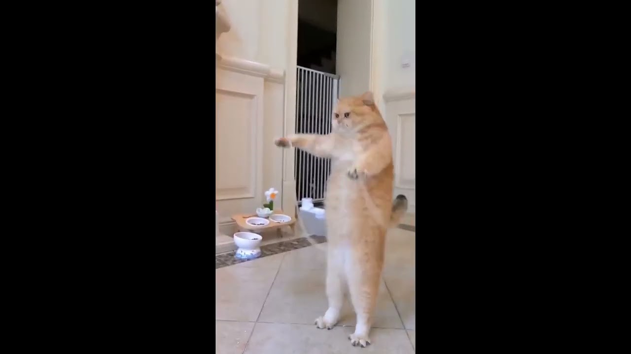 #short   The cat  dance  funny  video See the funny videos #shorts
