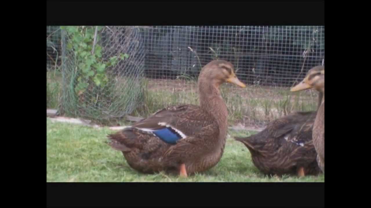 2012 rouen ducks