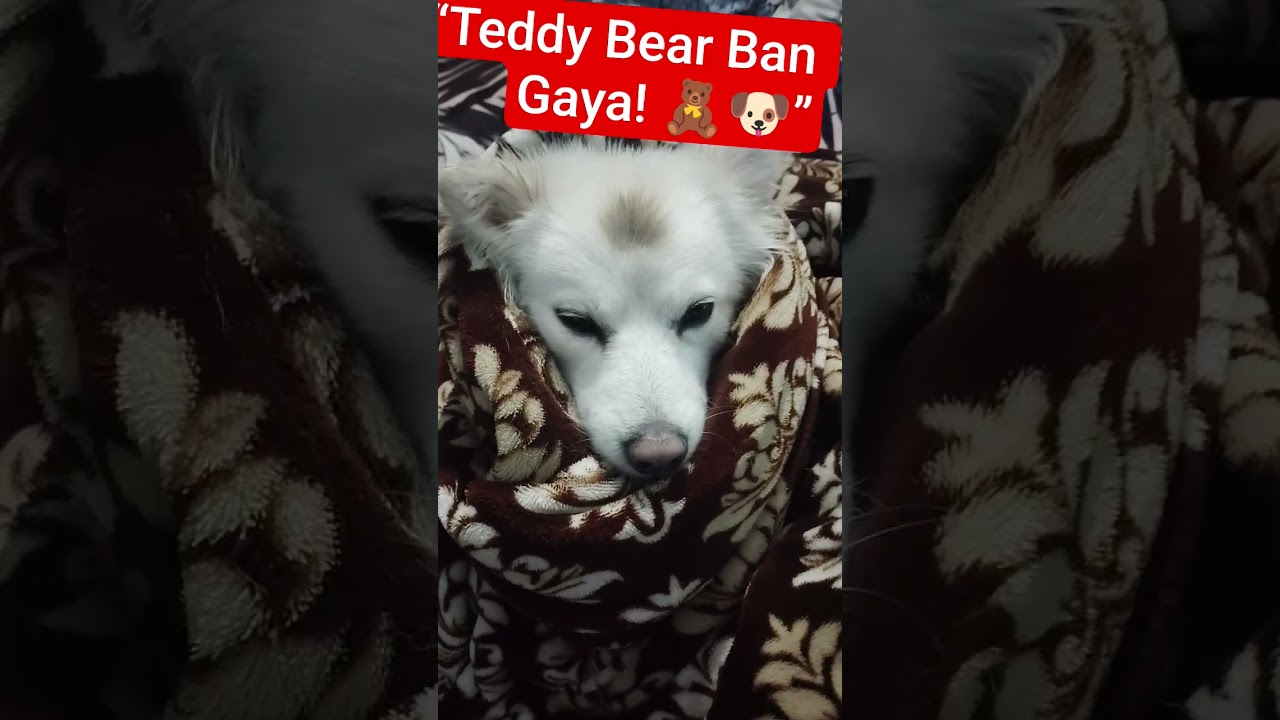 “After Bath Jurassic Became a Teddy Bear! 🧸🐶 | Cute Dog Moment”#jurassic #petlover #citedog#trading