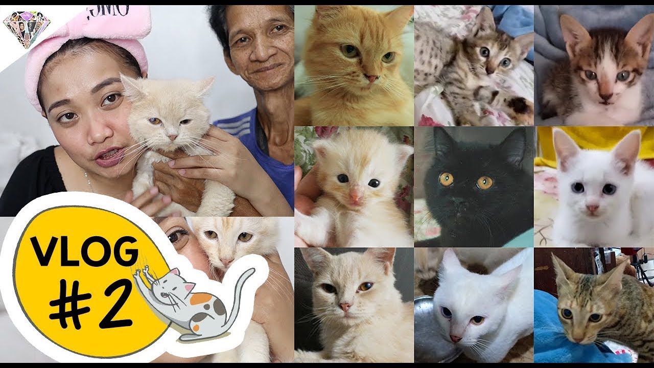 I HAVE 9 CATS?! | MEET THE CHIKUTINGS | MAE LAYUG 2018| Vlog #2