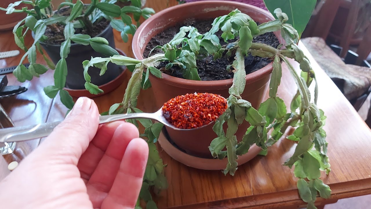 ASLA ÇÖPE ATMA YILBAŞI ÇİÇEĞİ BUNU VER  KURUMUŞ SOLMUŞ BURUŞMUŞ ANINDA CANLANIYOR