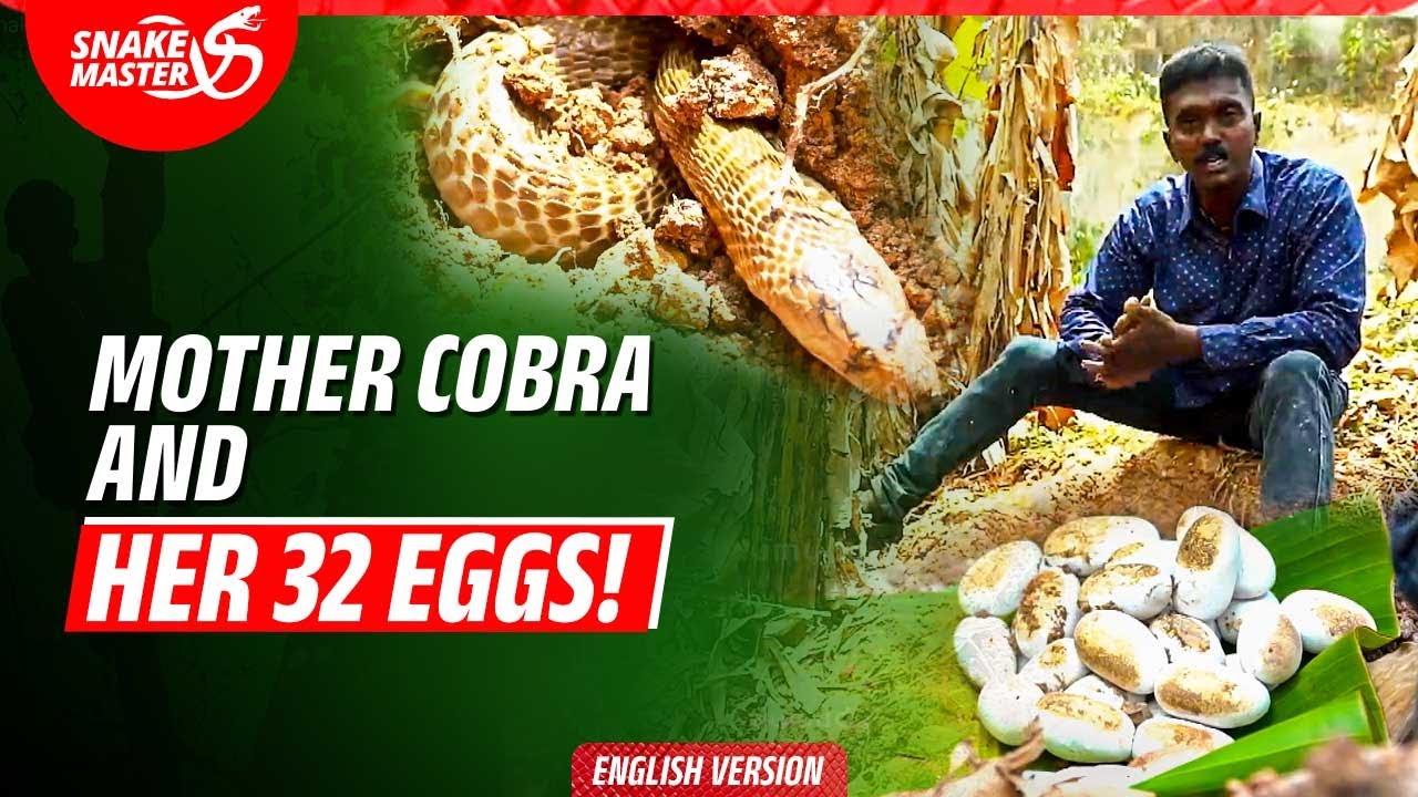 EP 18 | Snake Master Vava Suresh rescues mother cobra, finds 32 eggs