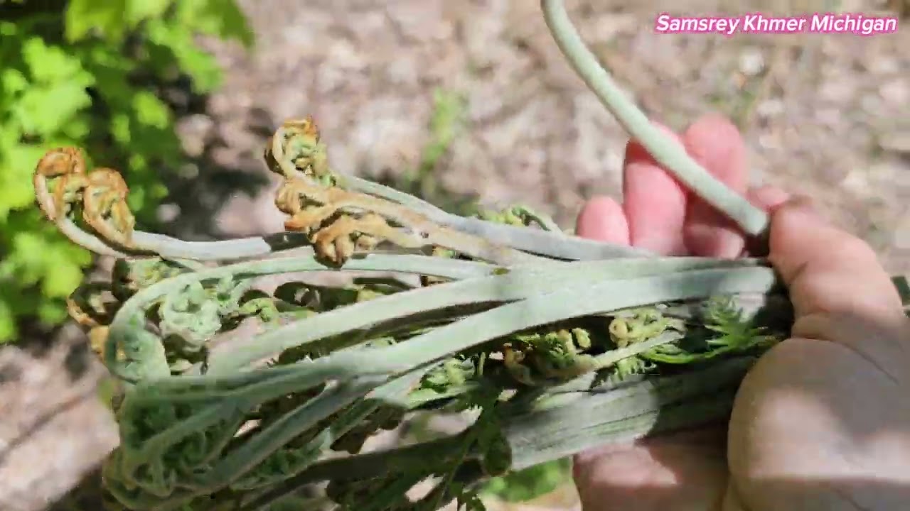 Picking Bracken Ferns