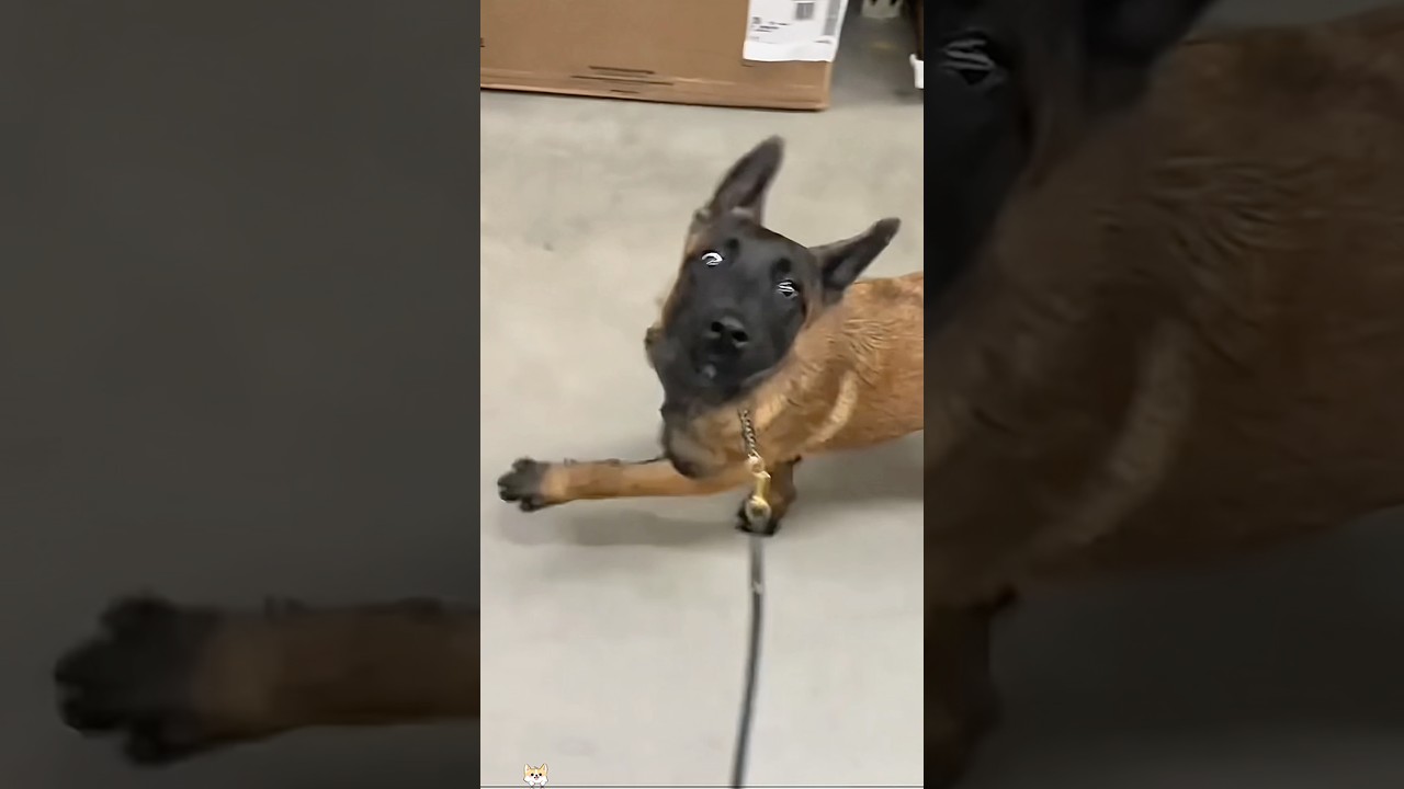 Funny Belgian malinois 🐶🤣#funny #funnydogs #funnypet #usa #youtube #fypシ゚viral
