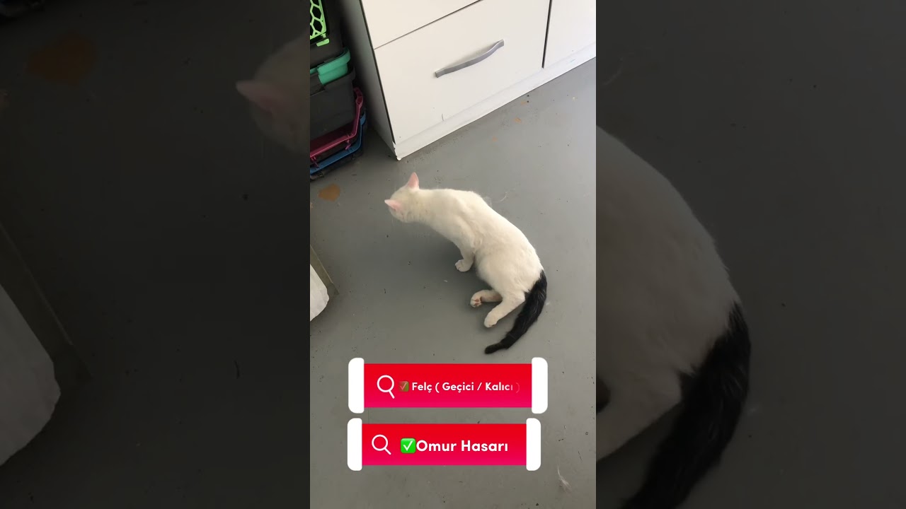 Fel&ccedil; Kalan Kedi Nasıl İyleşti ? #kediler #veteriner