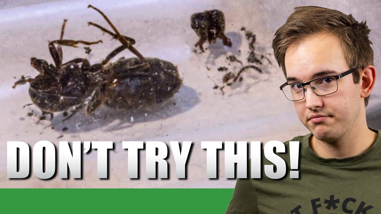2 LASIUS NIGER QUEENS TOGETHER = 💀 | The 2020 Lasius Niger Experiment Update #5 - Ant Holleufer