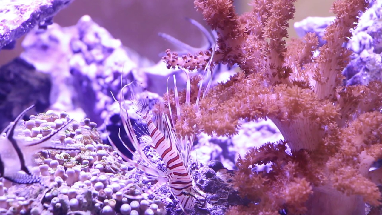 Mode Aquariums Peninsula Drop -Off Aquarium