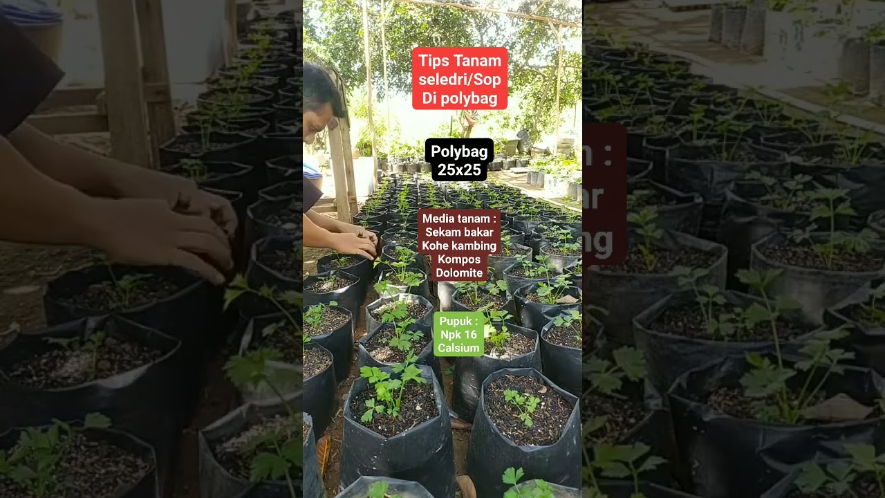 Tips menanam seledri di polybag #tipstanaman #seledri #daunsop #polybag #kanayagarden #shorts