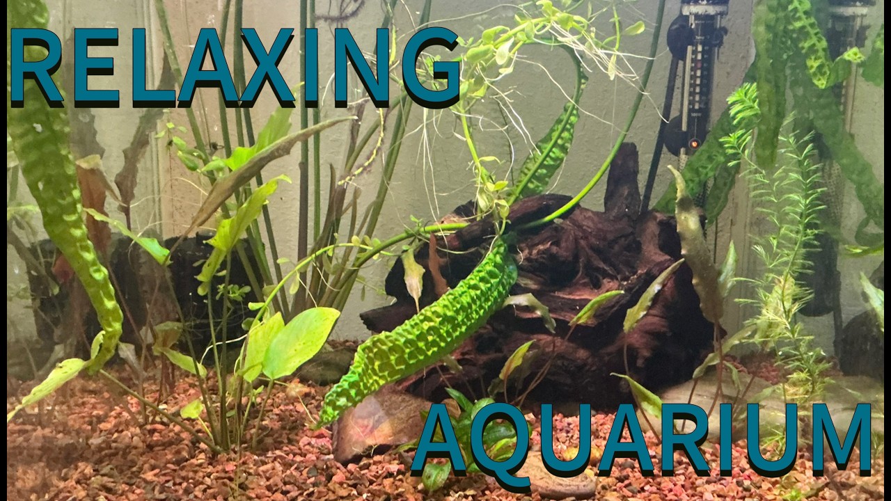Calm Relaxing Aquarium For Deep Sleep - Warm Fish Tank Ambiance (1 Hour, No Music)
