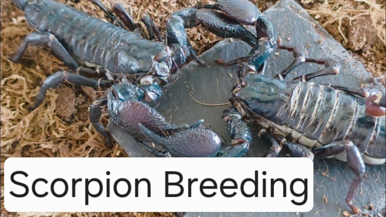 How to breed scorpions (general overview and opinions)
