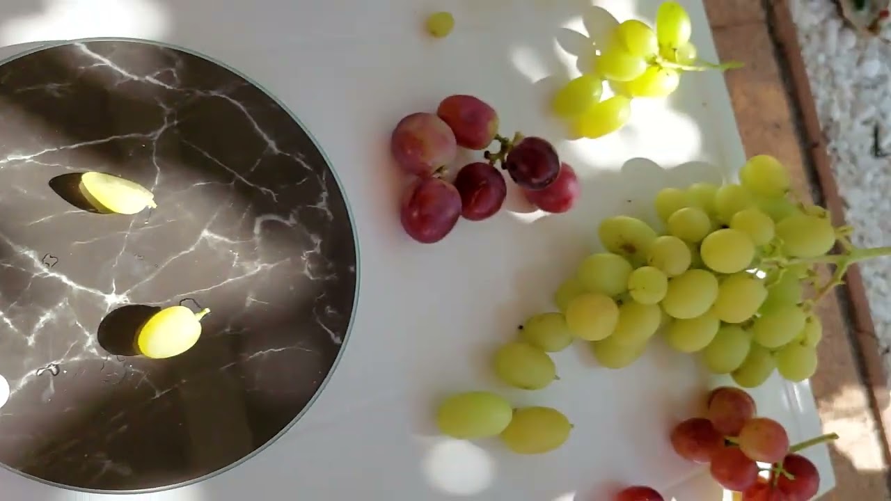 Tafeltrauben, meine kernlose Sorten.   25.09.2023