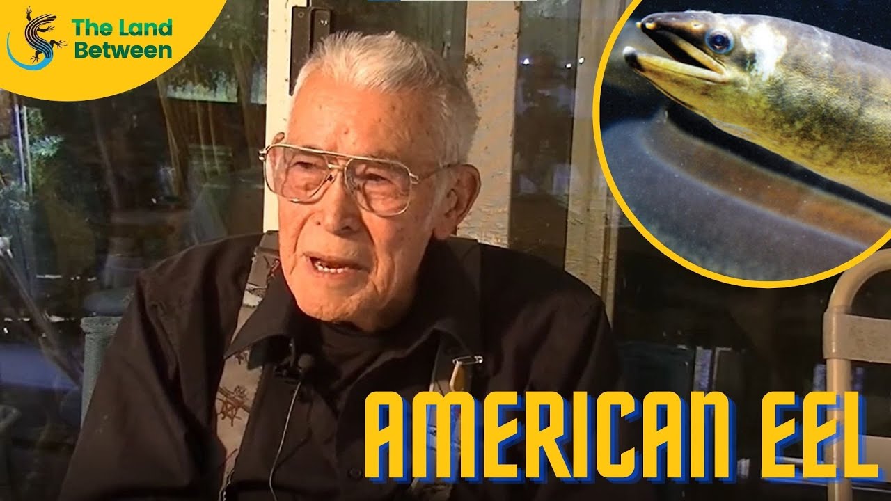The American Eel | The Land Between
