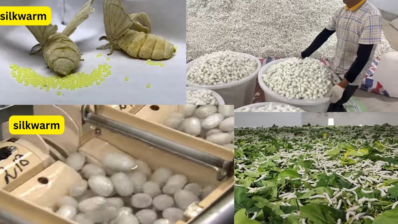 Farming SilkWorm for silk - Silk  harvest and process in Factory ! Silk Worm farming and harvesting