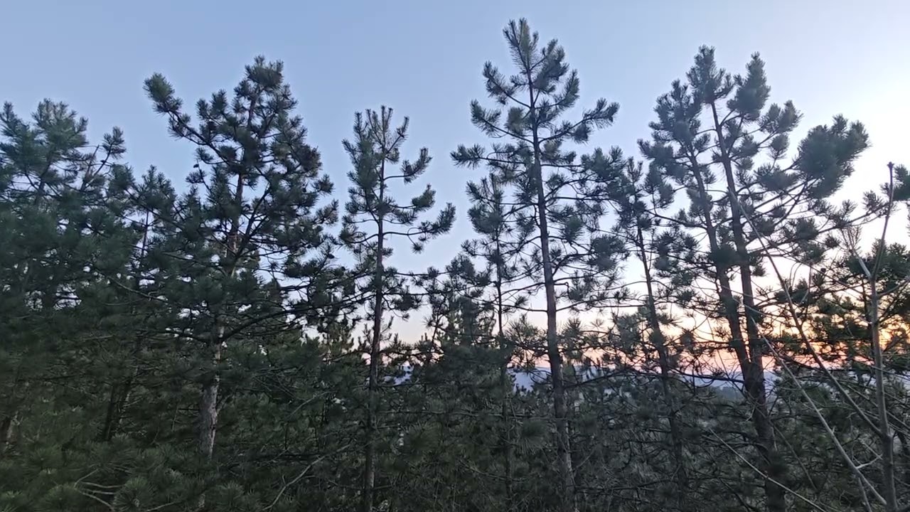 Énekes rigó hajnalban (03.08.) 