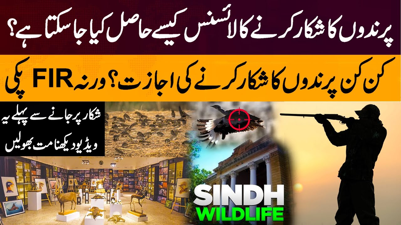 How to Get a Bird Hunting License in Pakistan?| Complete Guideline| Wildlife Regulations |Aftab Khan