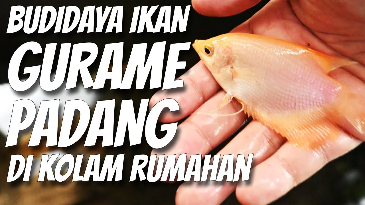 Budidaya Ikan Gurame Padang | Di Kolam Rumahan