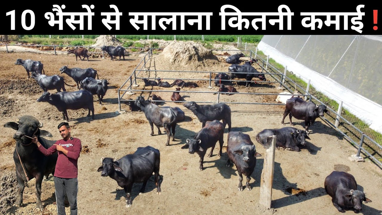 10 भैंसों से कितना कमा सकते हैं | 10 Buffalo Dairy Farm Model | Buffalo Farming
