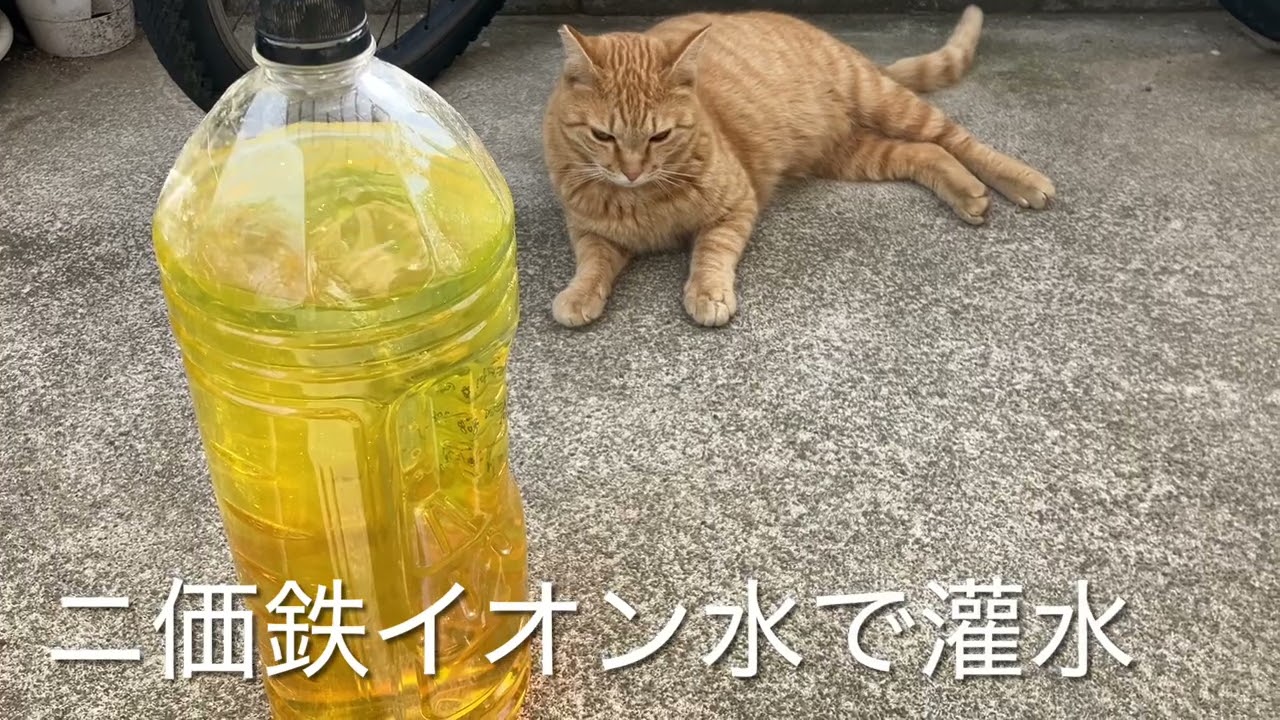 【子猫】桜満開いい天気【若猫】