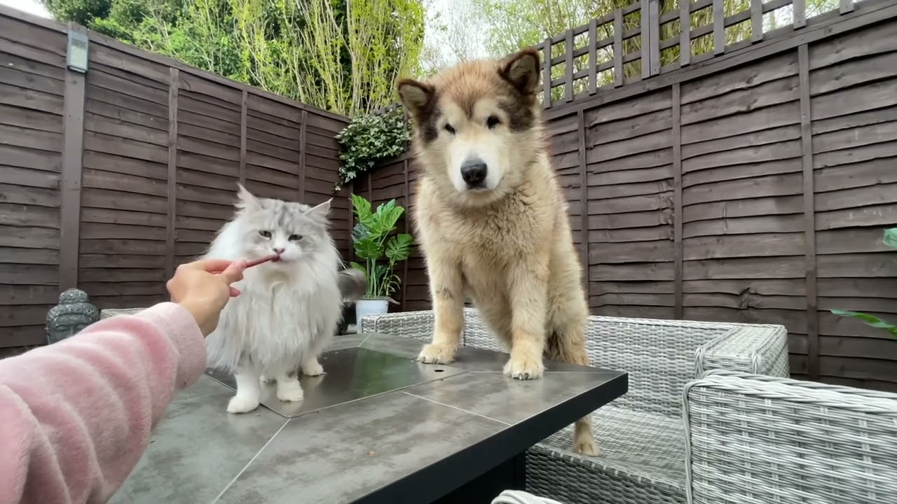Will My Dogs Steal From My Cat??? (Cutest Ever!!)