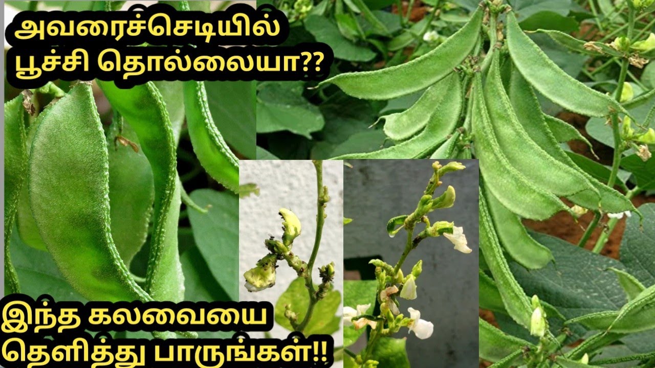 அவரை செடியில் பூச்சி தொல்லைக்கு தீர்வு | How to handle pest in the lablab/hyacinth/avarai beans?