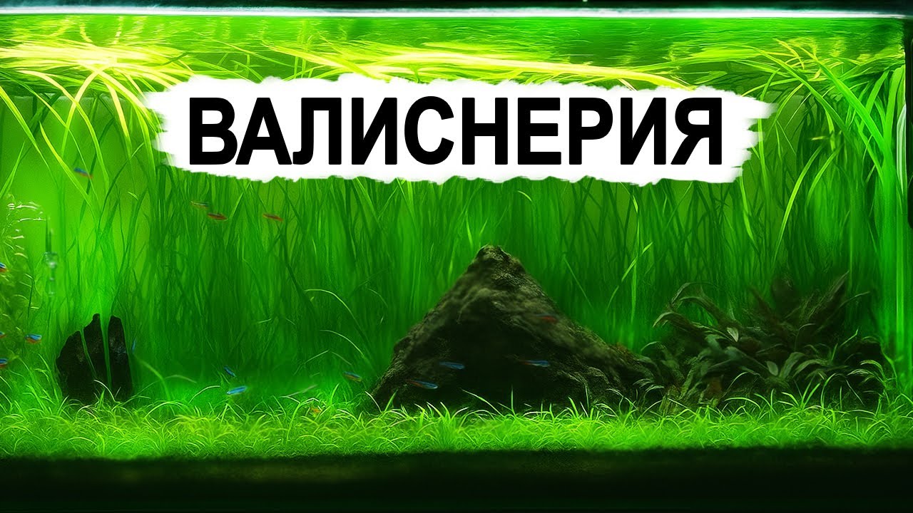 Лучшее растение для аквариума! Почему все выбирают валиснерию?
