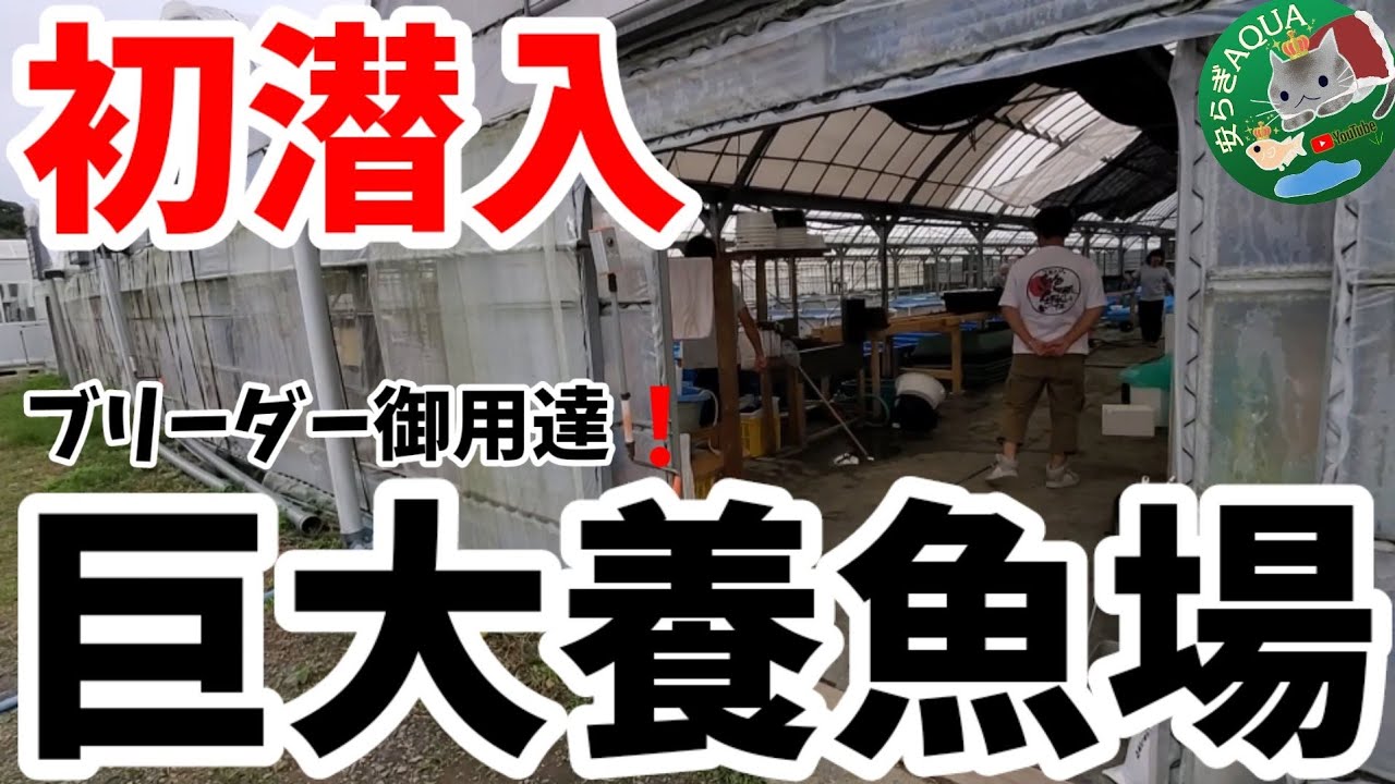 巨大めだか養魚場に初潜入【丸玄／マルゲン】メダカ界ブリーダー御用達！スケールが大きすぎる！ヤフオク.LINE販売.メダカ.金魚発送.安らぎAQUAちゃんねる