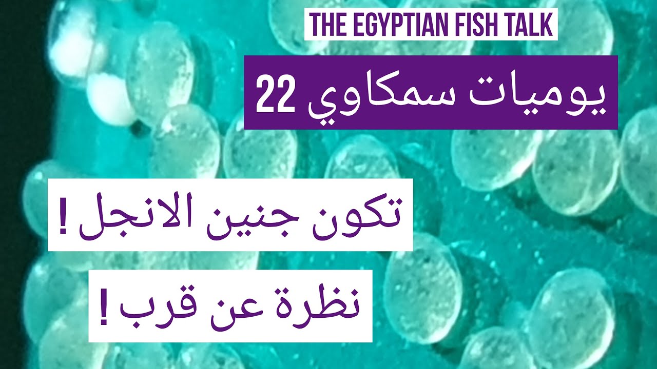 يوميات سمكاوي 22 - تكون جنين الانجل - نظرة عن قرب !