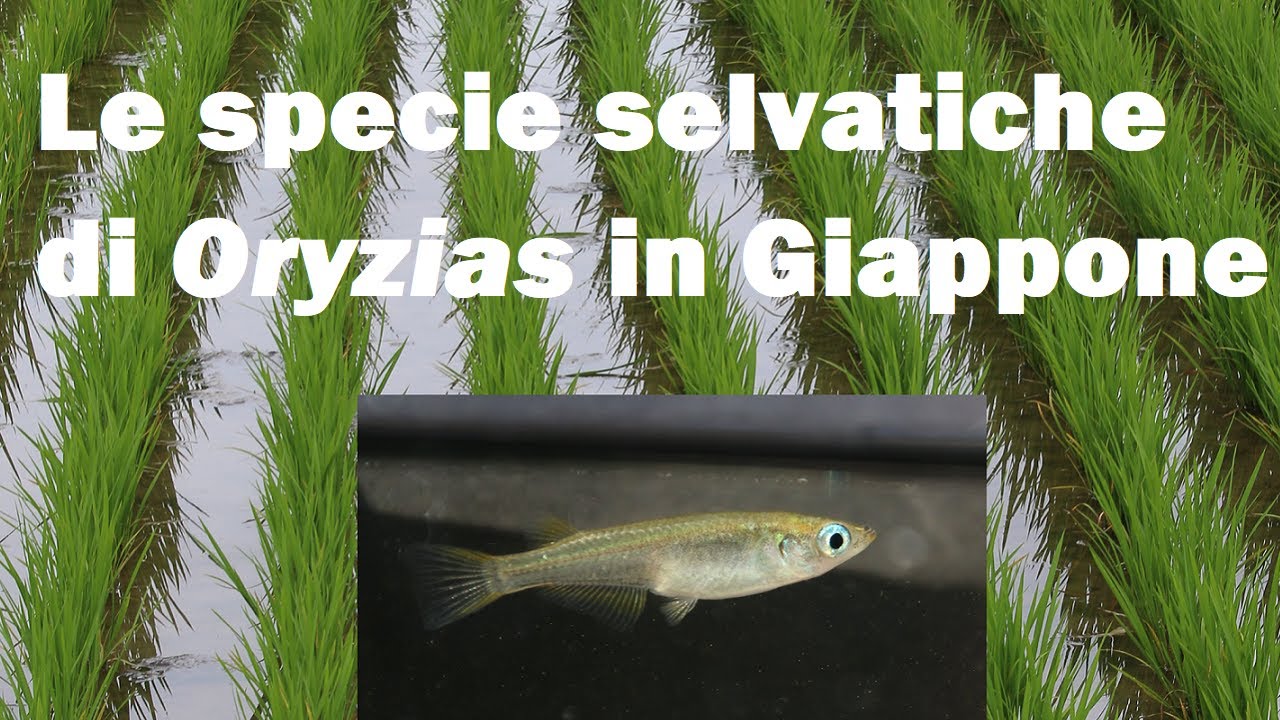 I medaka selvatici in Giappone (Oryzias latipes ed Oryzias sakaizumii)