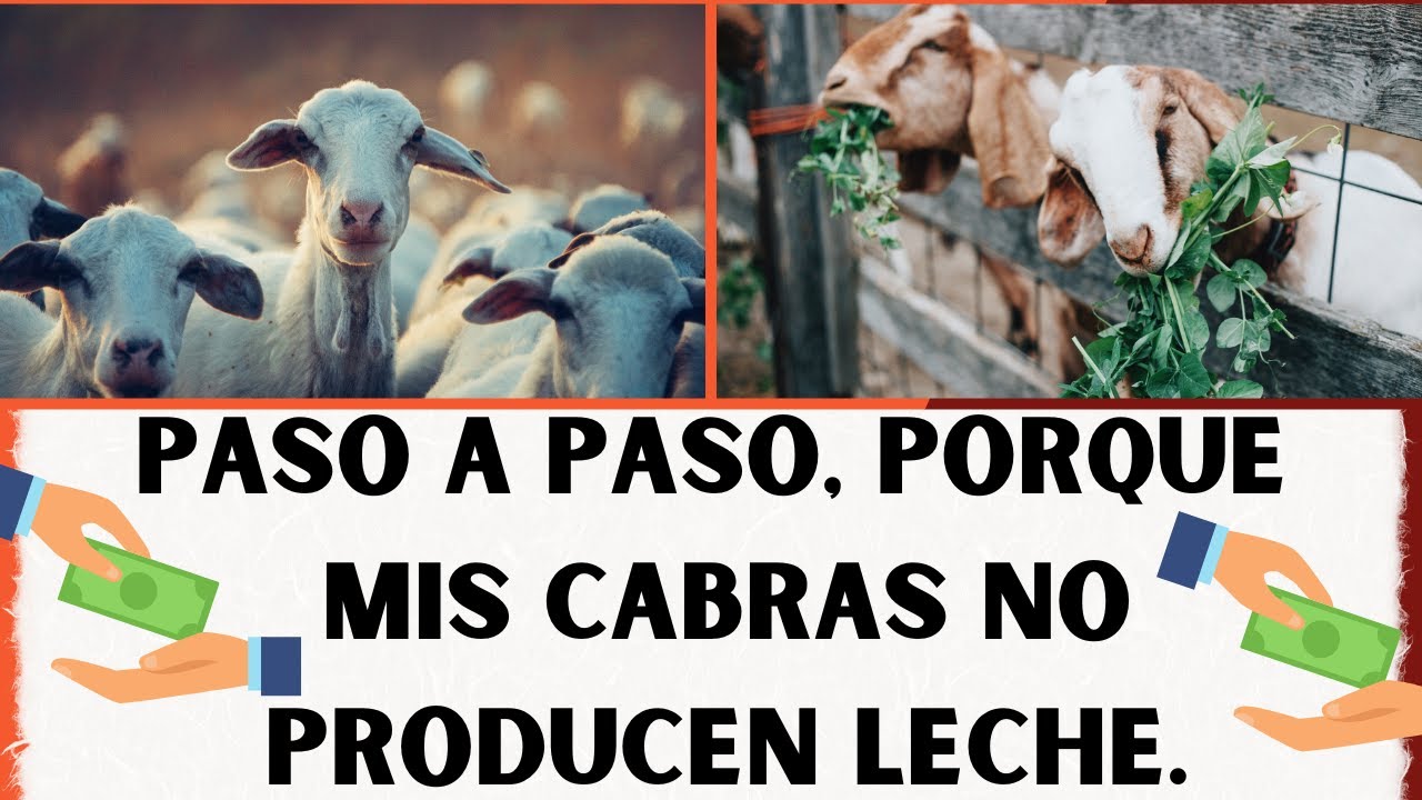 📢5 Secretos Para Que las Cabras Produscan Mas Leche 2023🤑📢Errores Que Cometes En Tu Granja📢invierte