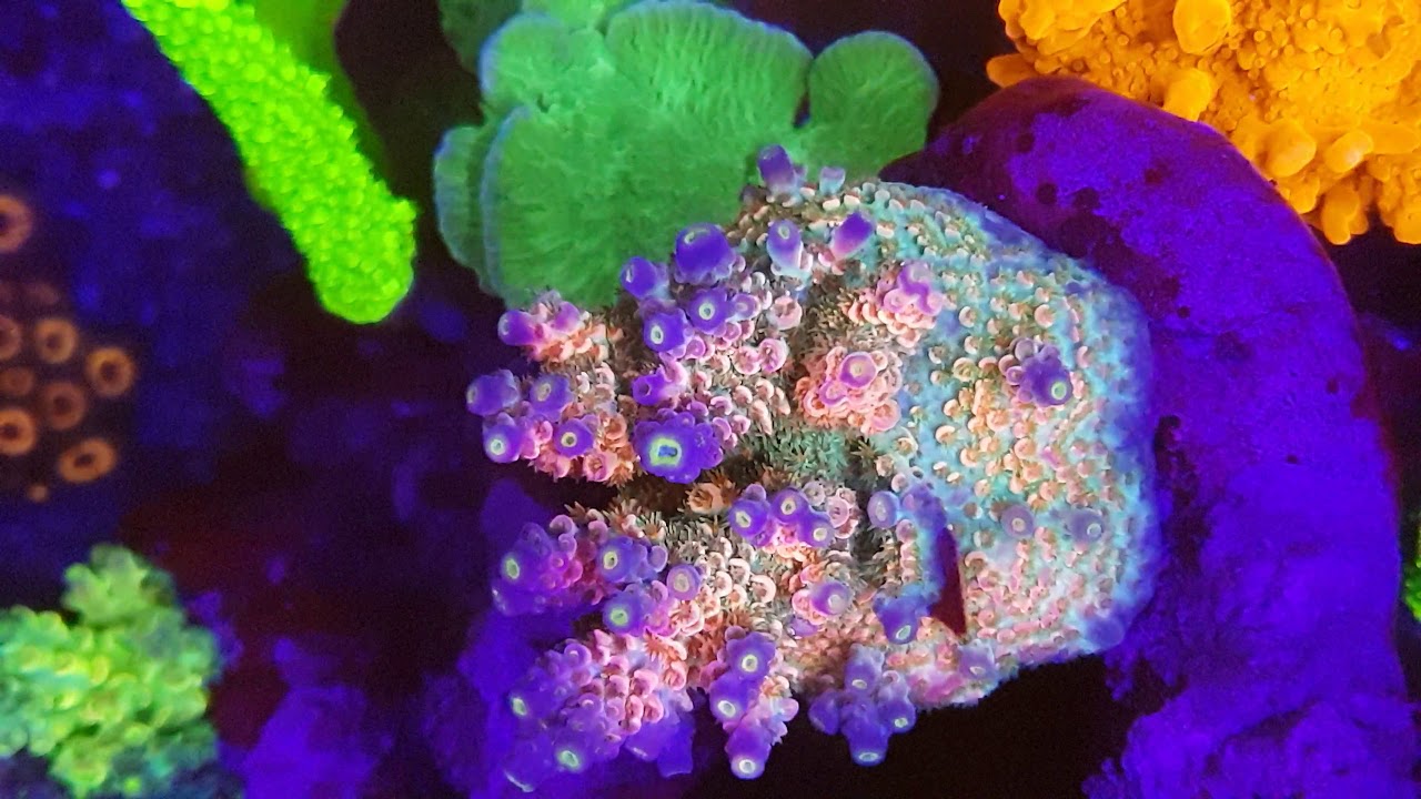 ACROPORA TENUIS