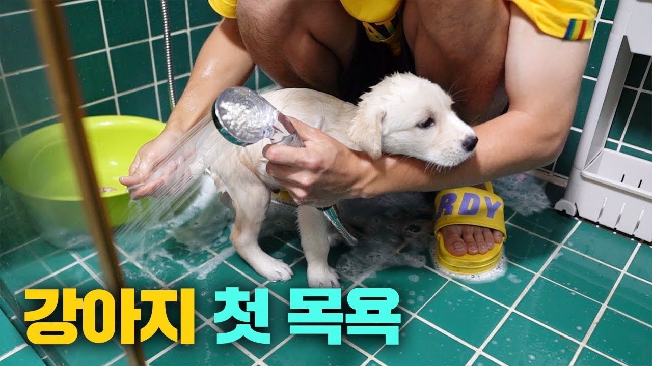 처음으로 아기 강아지를 목욕시켜 보았습니다.