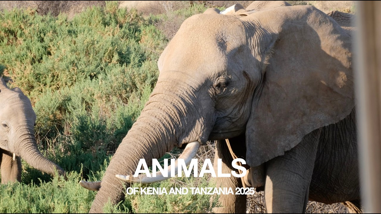 Wild Animals of Kenia and Tanzania