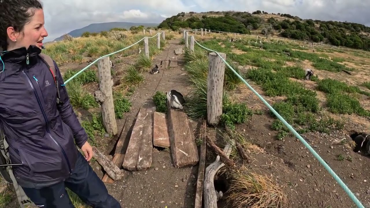 Isla Martillo Penguin Colony, Beagle Channel, Argentina - 12/22