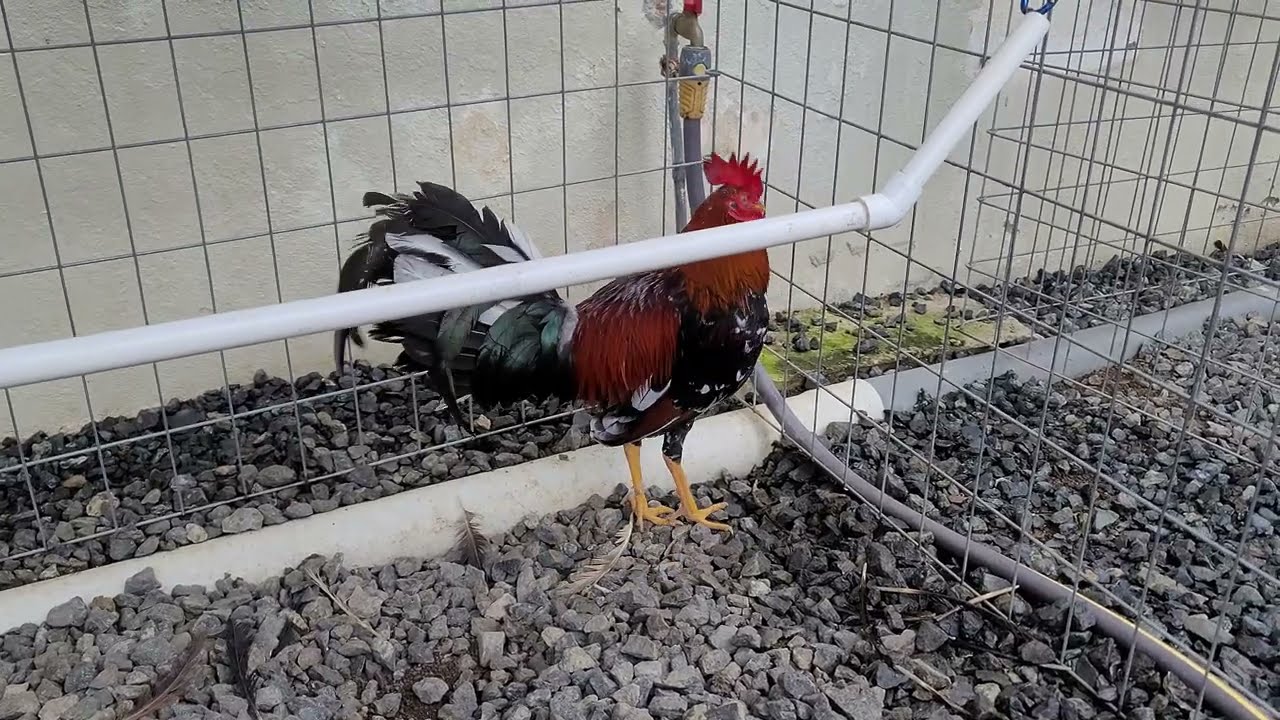 Ya Somos 1,000 Suscriptores Aqui Muestro Los Pollos ya Desarollados
