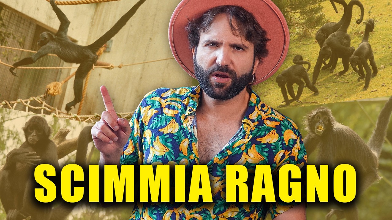 Le scimmie ragno sono montate alla schifomannaggia