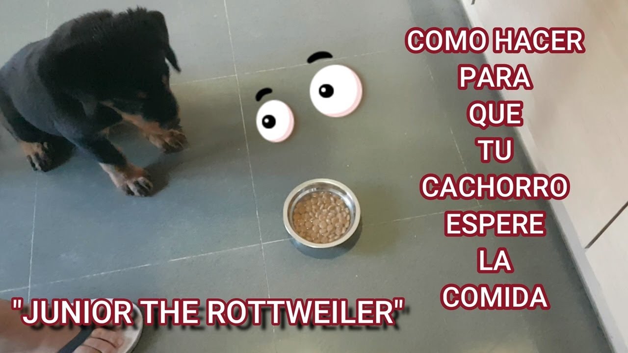 CACHORRO ESPERA LA COMIDA  