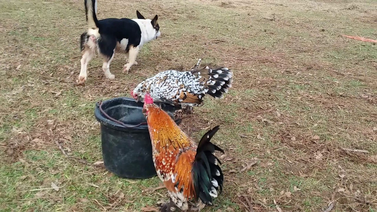 Mille Fleur Bantams