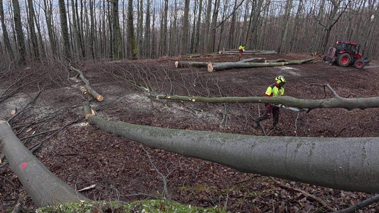 Начинаем заготавливать дрова в новом лесу у дороги, Stihl ms 261C-M, Amles, Zetor, Работа в лесу