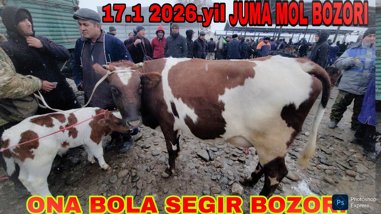 17.1.2026.YIL SAMARQAND JUMA MOL BOZORI ONA BOLA SEGIR BOZORI TEZ KURIG QIMAT