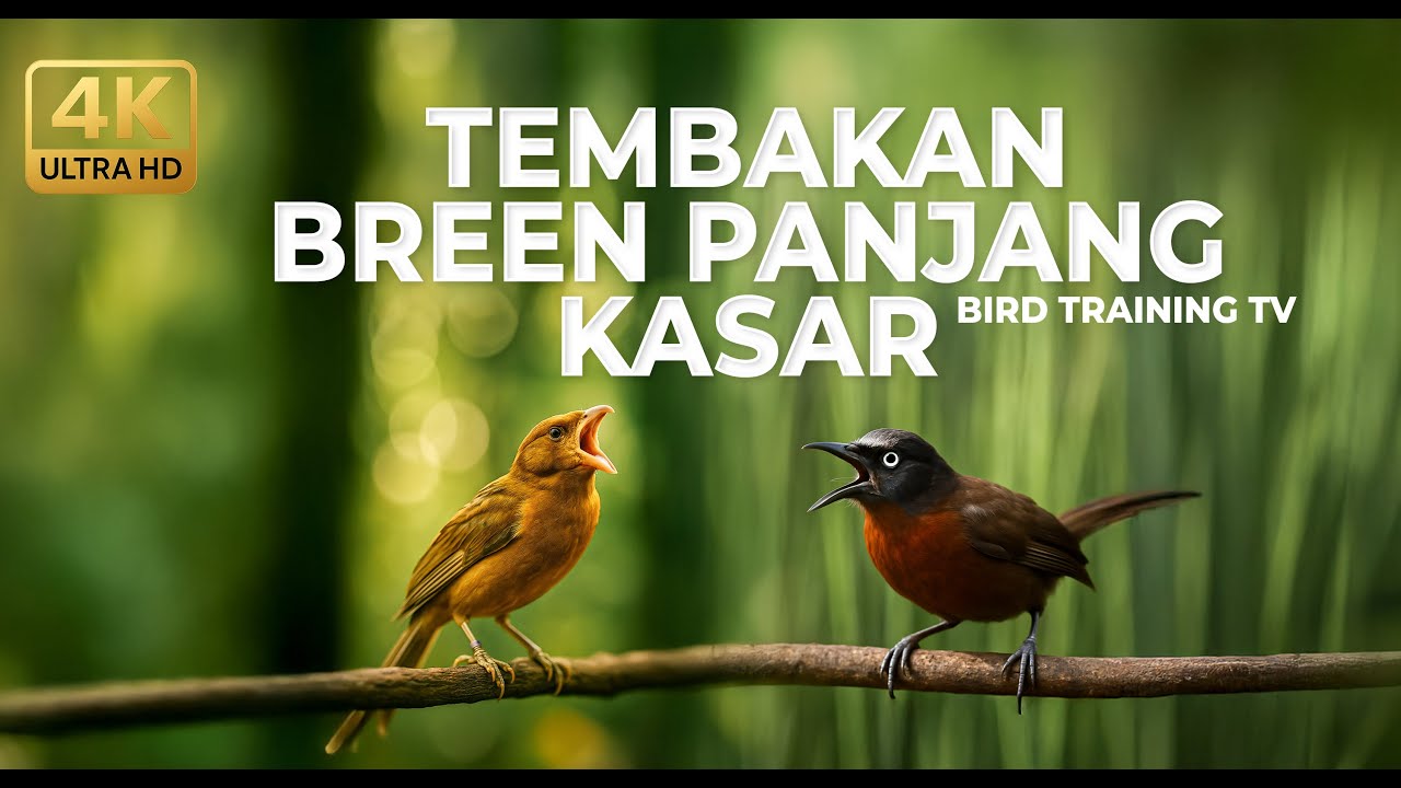 🔴 Live Tembakan Terpanjang Breen Kenari Gacor Isian Ciblek vs Tepus Kepala Abu Abu Gacor Kasar