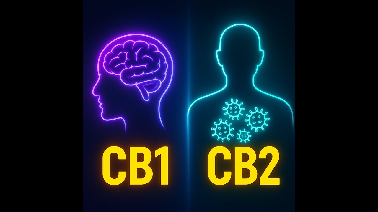 Cannabinoids  CB1 & CB2 how cannabis shapes human experience