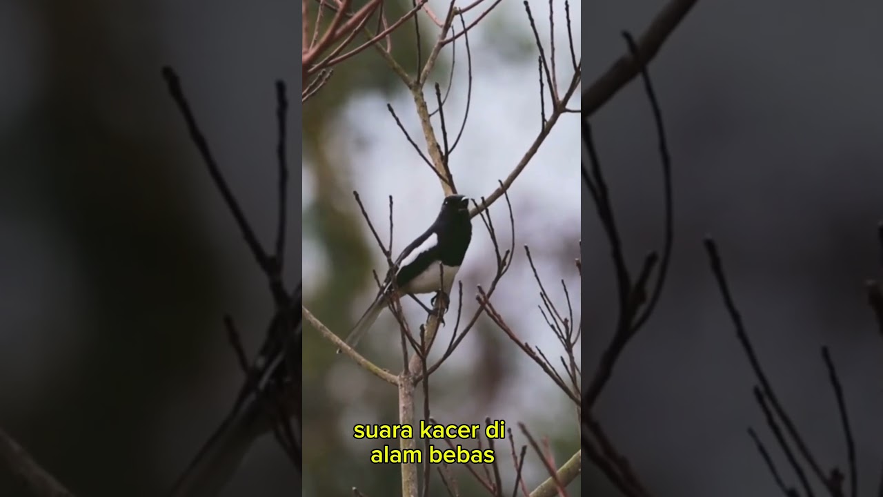 Kacer Suara Burung Kacer Di alam bebas