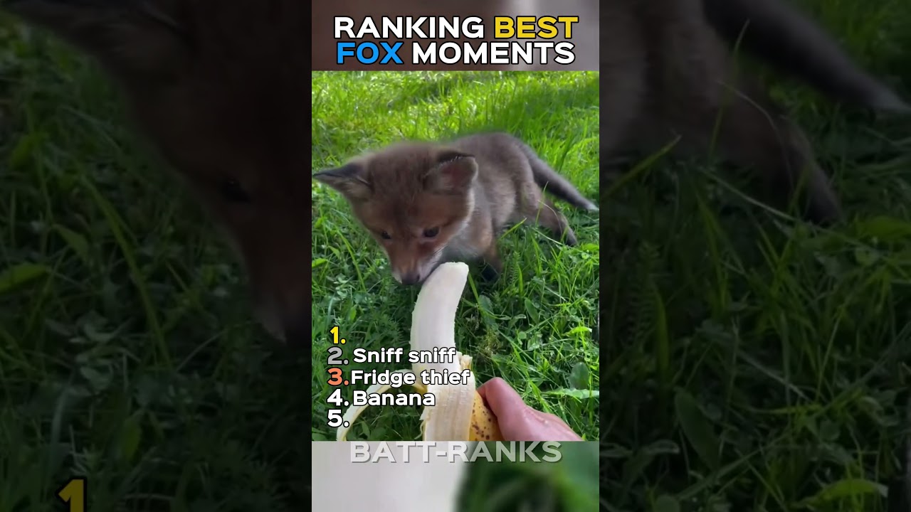 Ranking the Best Fox Moments 🦊😂#shorts