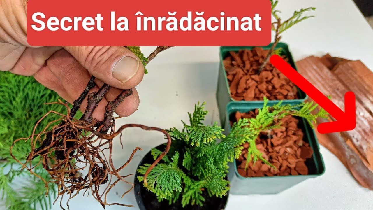 TUIA 100% Rădăcini rapide