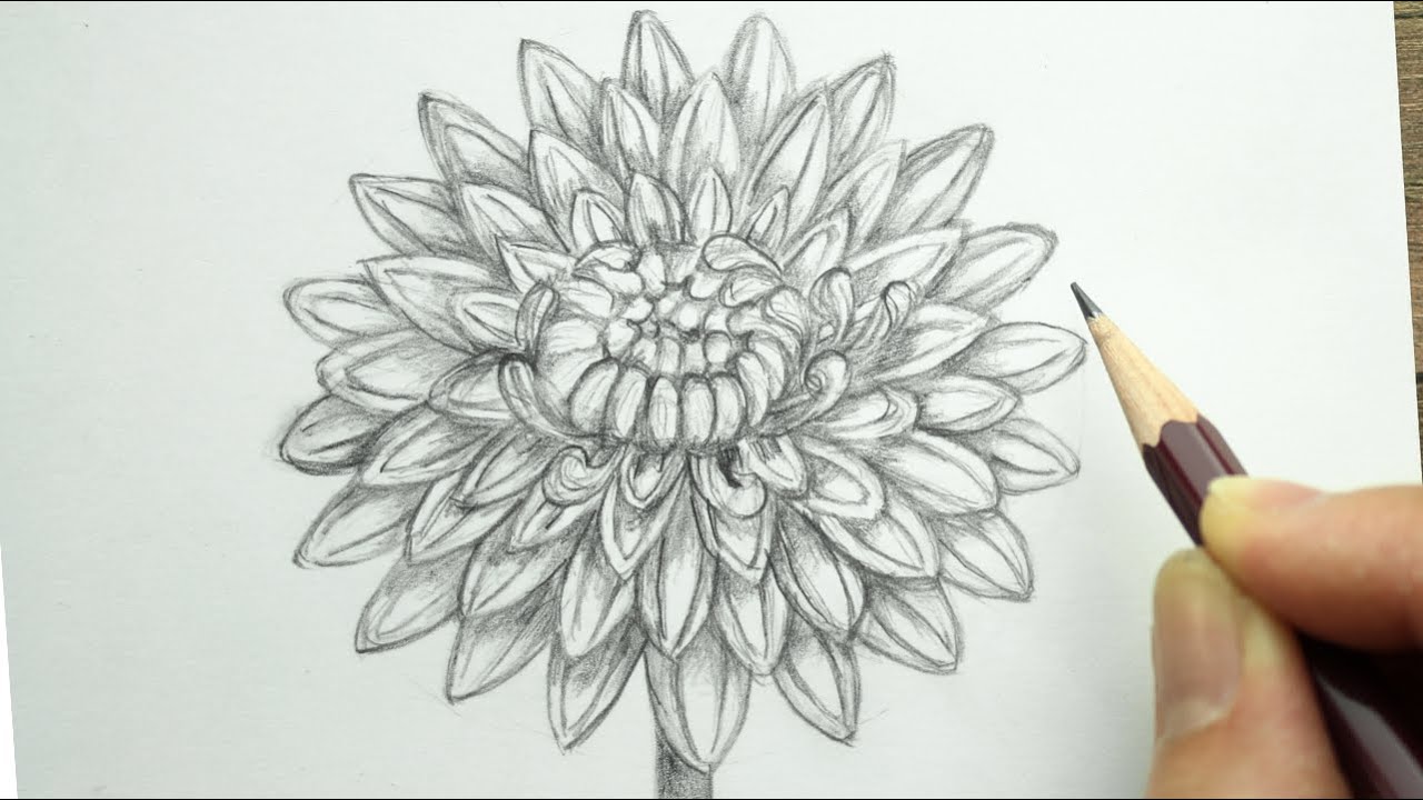 How to draw chrysanthemum with pencil ( in 8 Minutes )