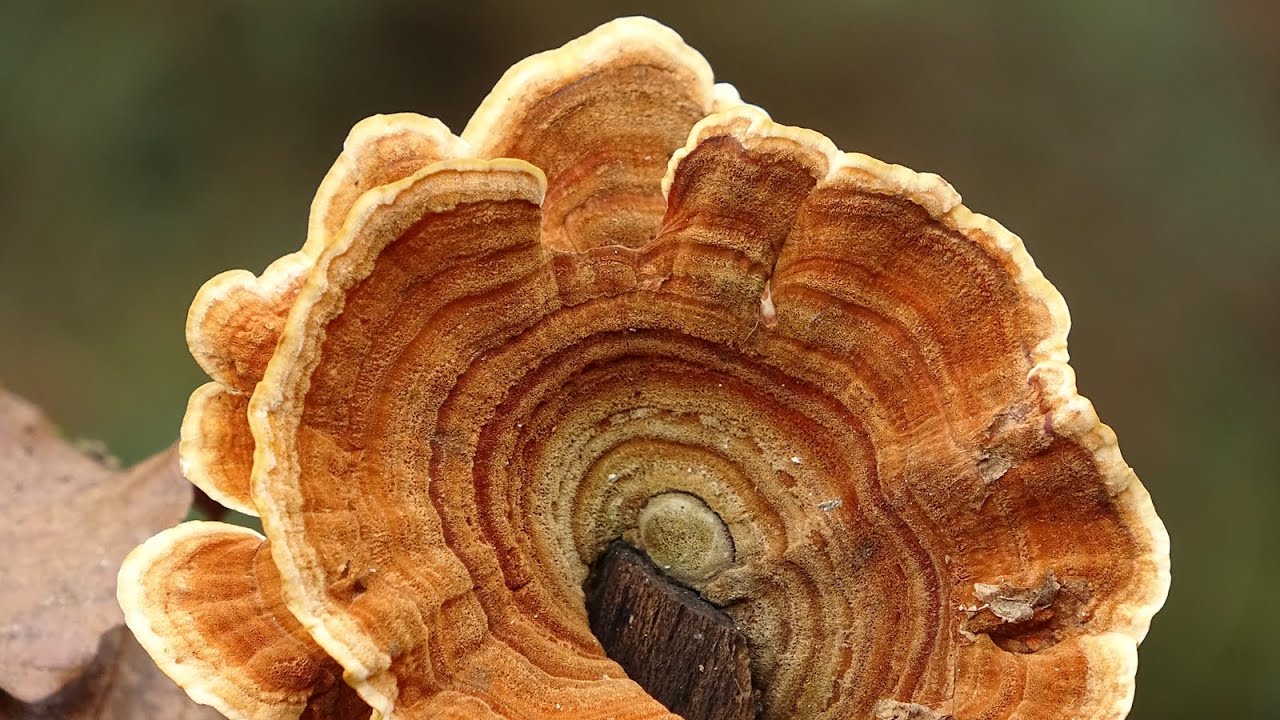 Stereum insignitum