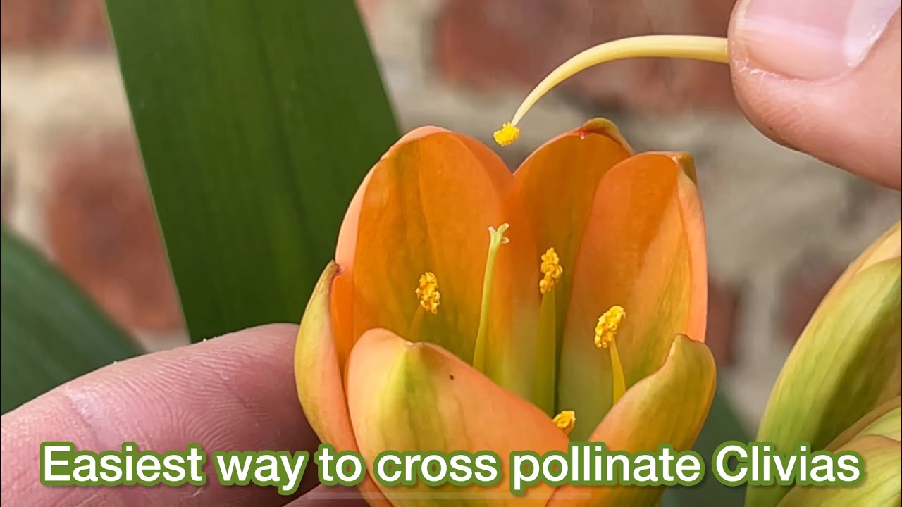 Easiest Way To Cross Pollinate Clivias!!