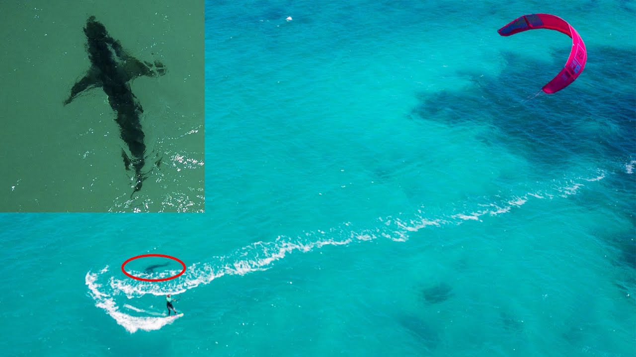 Kitesurfing : big white shark turning around me !