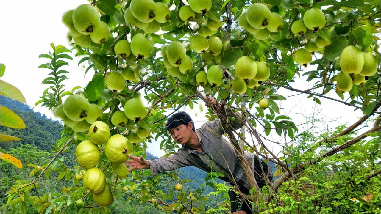 Full Video: Harvesting clean guava, selling fish to the market - Farmers' life | Triệu Văn Tính